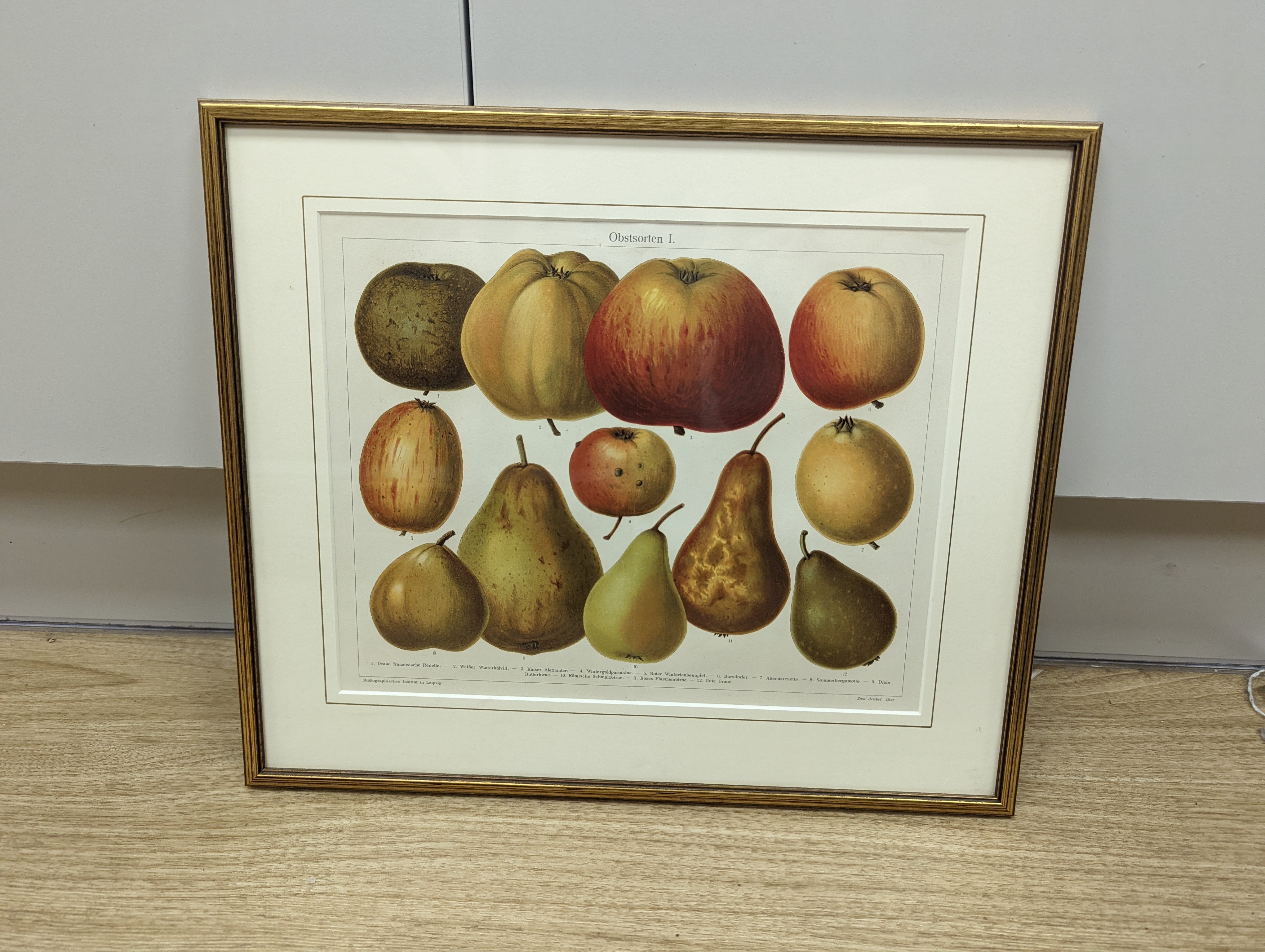 Bibliographisches Institut, Leipzig, sixteen assorted chromolithographs, Illustrations of orchids, fungi and other flora and fauna, 22 x 29cm